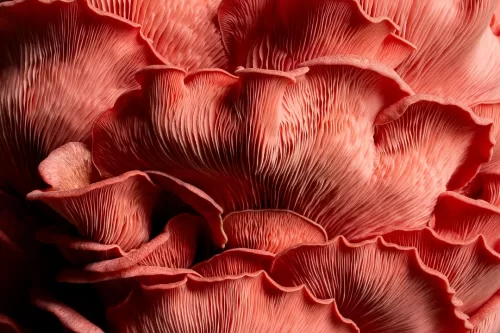 ‘Pink Oyster Mushroom - Close Up’ de Kate Ireland. 3er puesto, Cream of the Crop, 2025