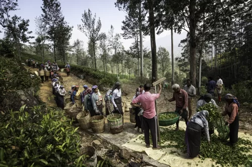 ‘Weighing the Tea Yield’ por Marco Rutten. 2º, Bring Home the Harvest