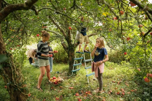 School Farm Orchard por Emma Stoner, Food in the Field