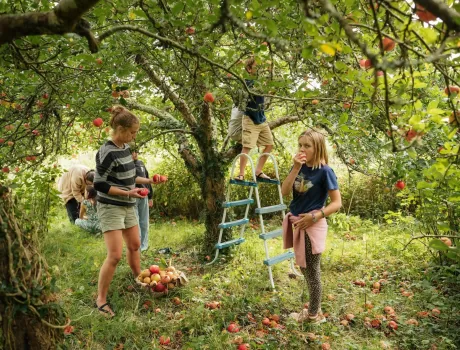 School Farm Orchard low