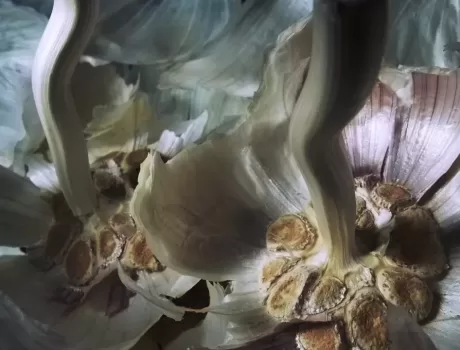 Jose Maria de Colsa Linares Remains Heads of Garlic Hi Res LOW