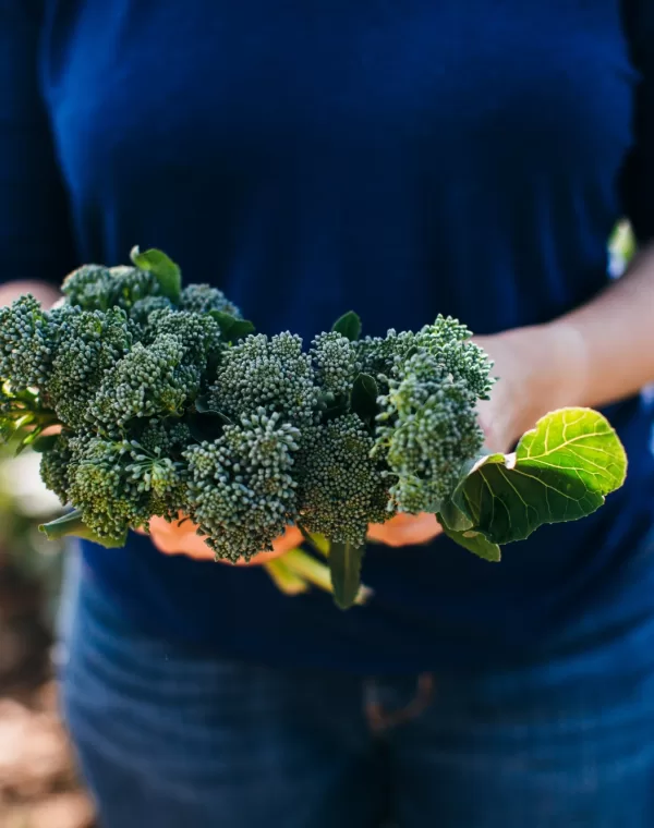 09 22 Tenderstem Farm 0090 7773
