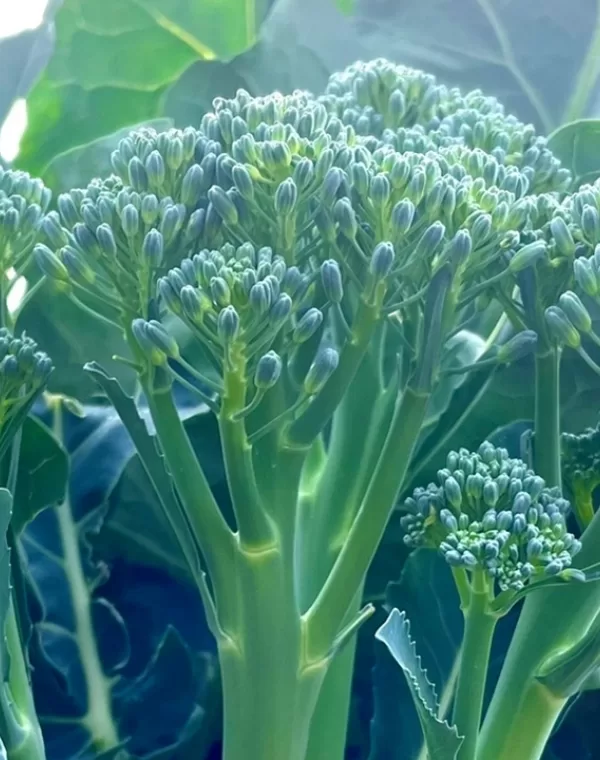 Cómo se produce Bimi®