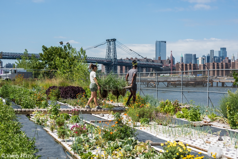“Lemongrass Harvest, Oko Farms, Brooklyn, New York”, de Valery Rizzo (EUA), está na lista de finalistas na categoria “Bring Home the Harvest”.